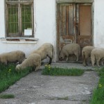 ROMANIA my love, my sorrow.