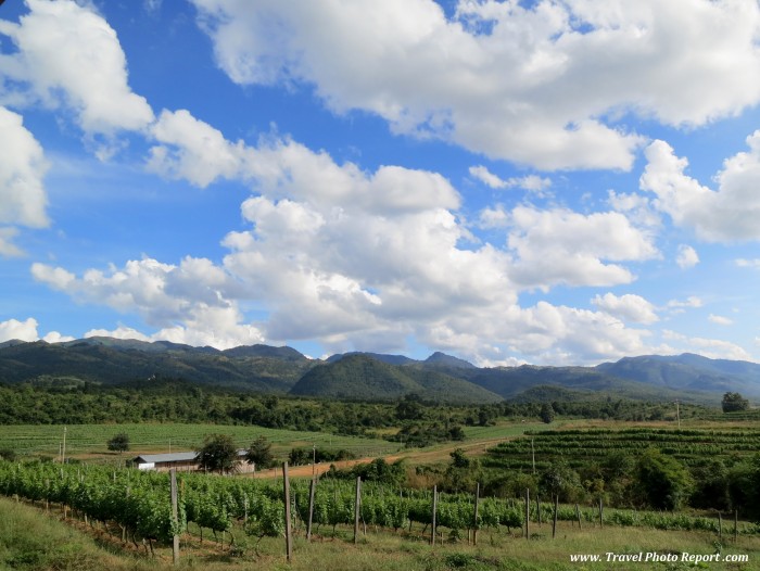 Red Mountain Vineyard