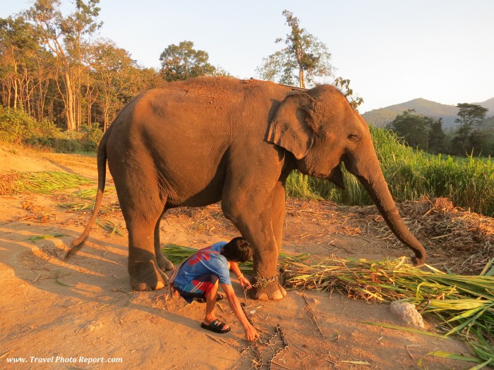 Little elephant