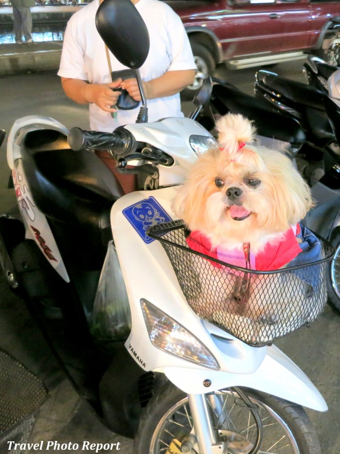 Dog in a basket